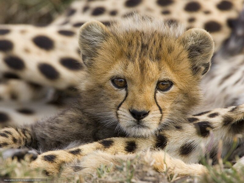 Cheetah Cub Lying — Tan
