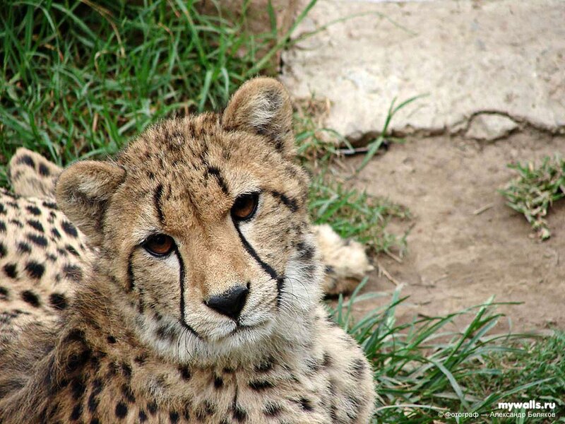 Cheetah Cub Lying