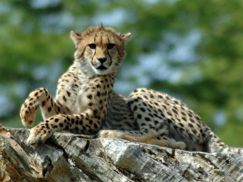Cheetah cub on a tree stump