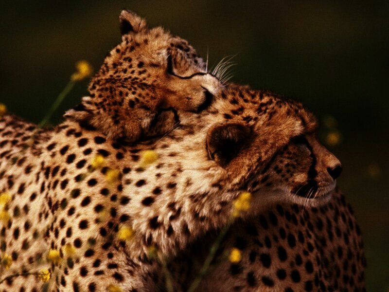 Cheetah Cub on Adult — Brown, Calm