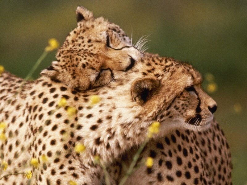 Cheetah Cub on Adult — Tan, Calm