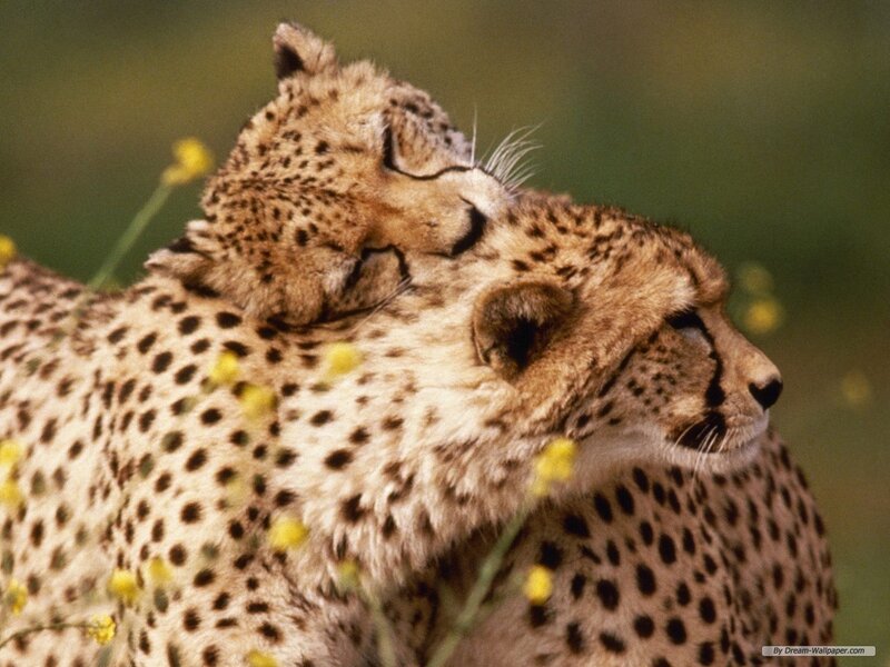Cheetah Cub on Adult