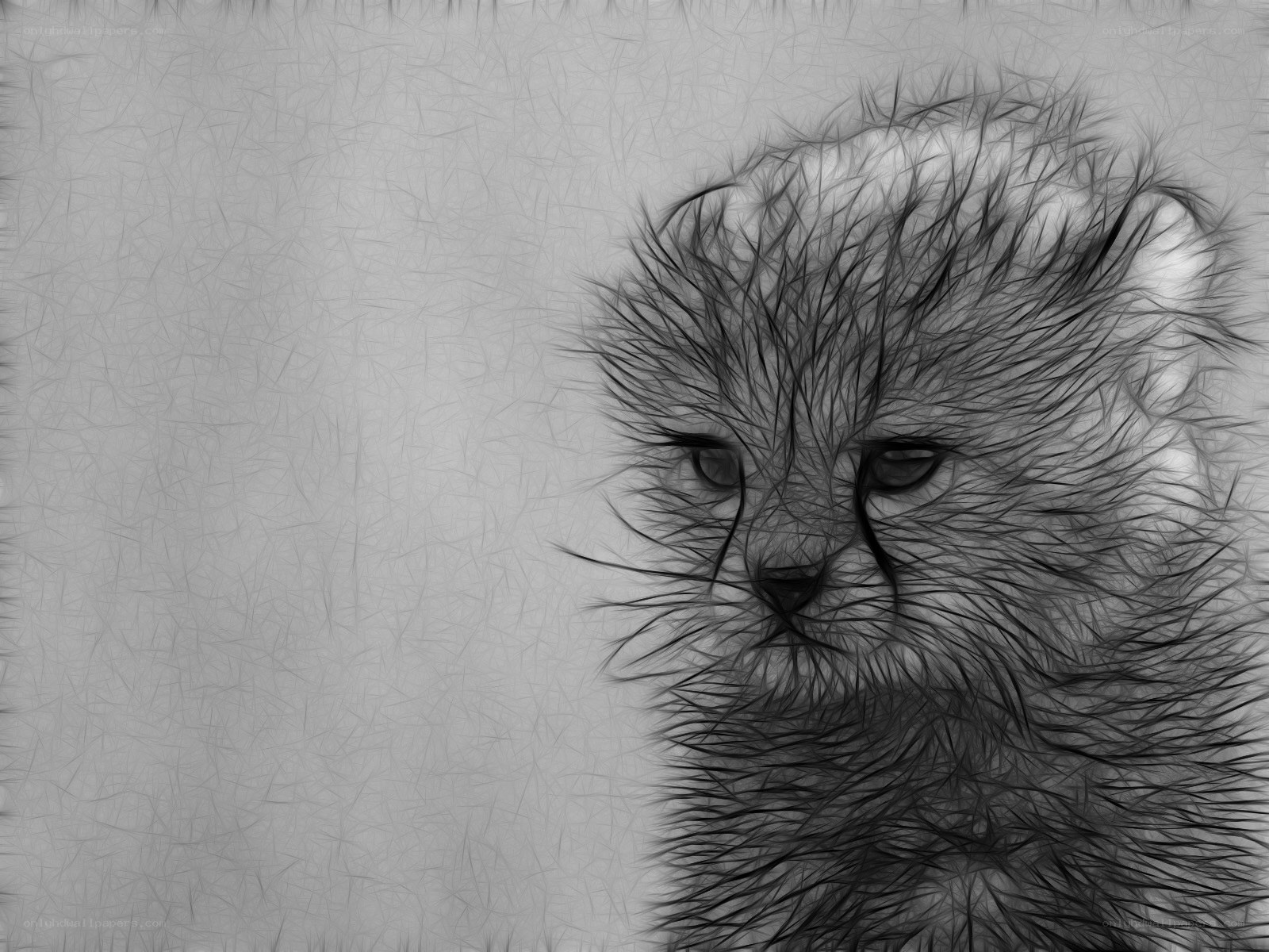 Cheetah cub portrait