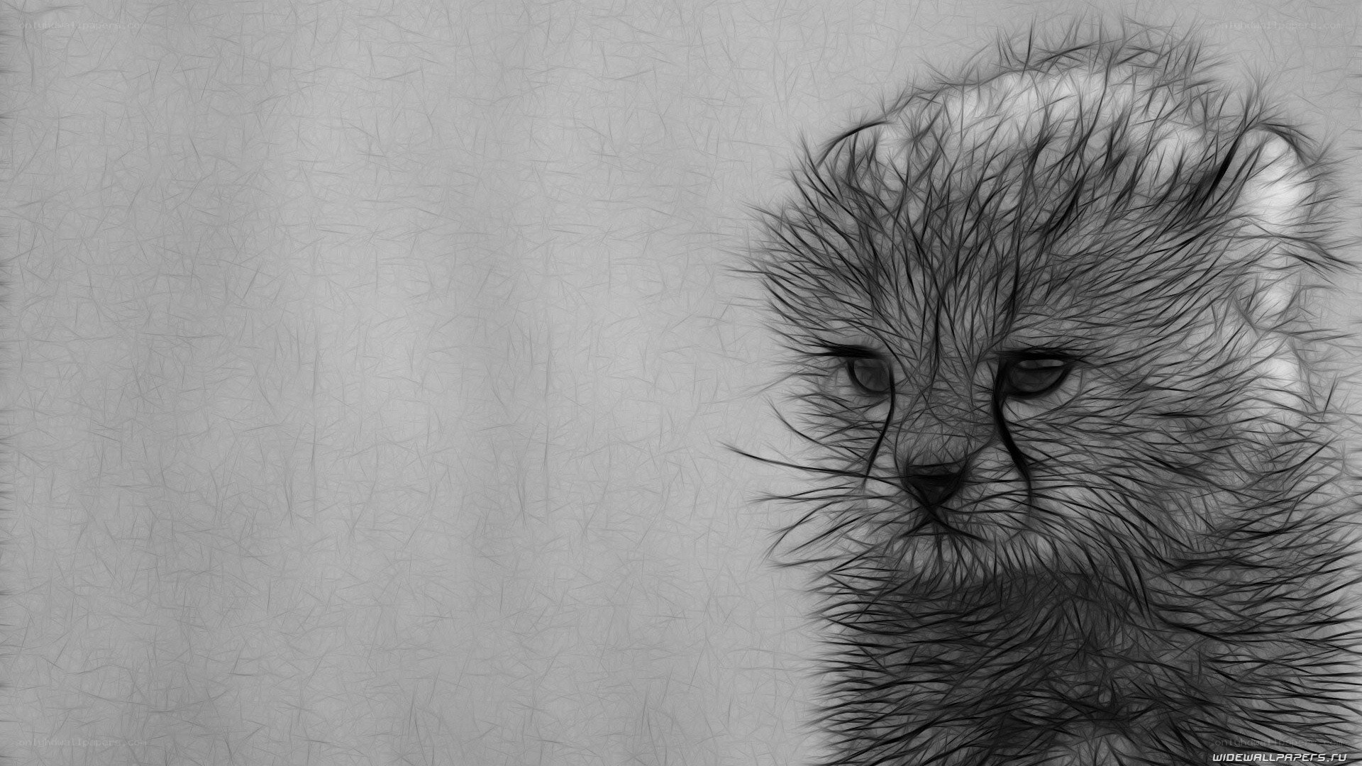 Cheetah cub portrait