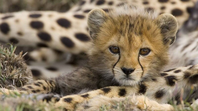 Cheetah cub resting
