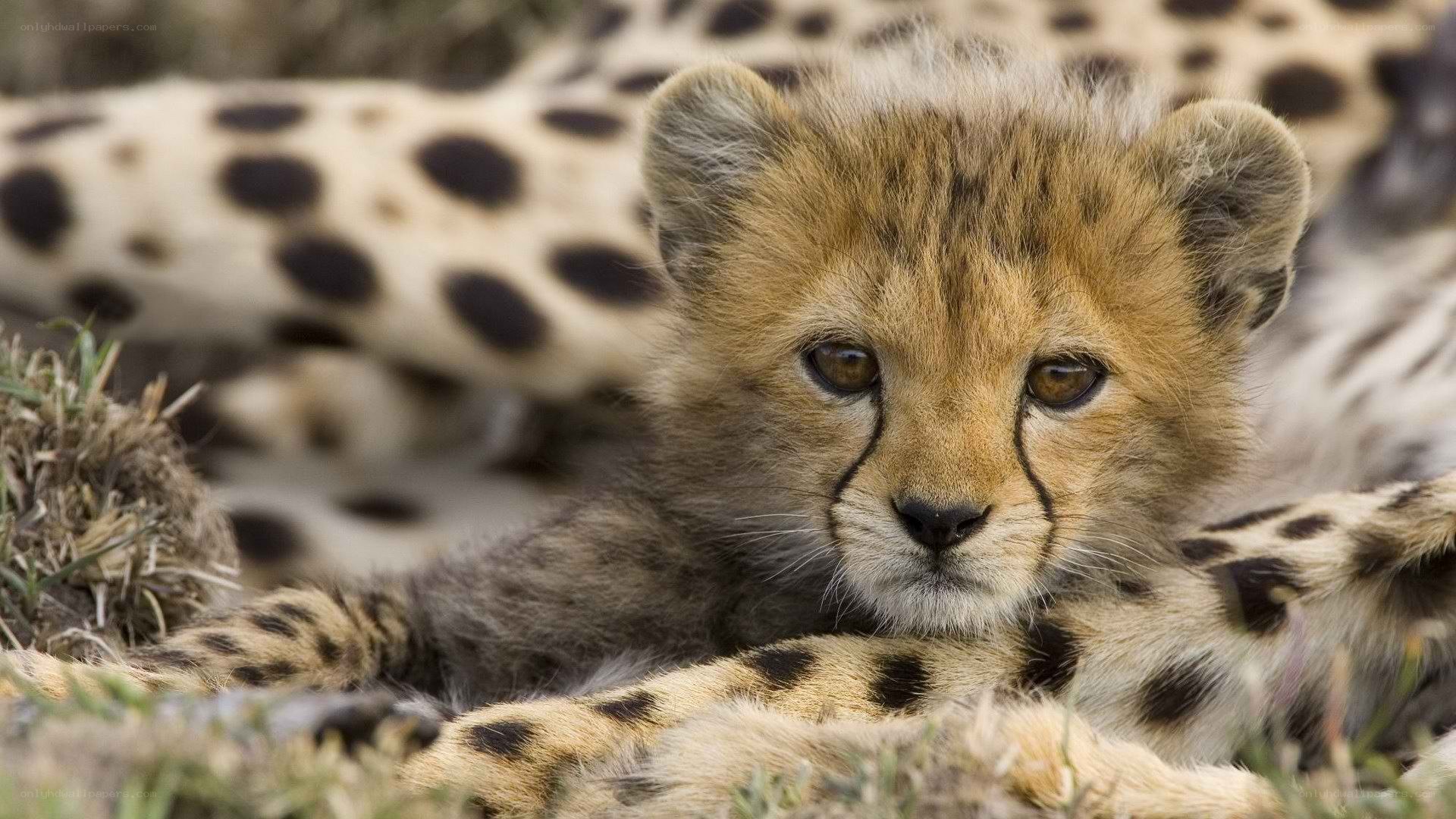 Cheetah cub resting