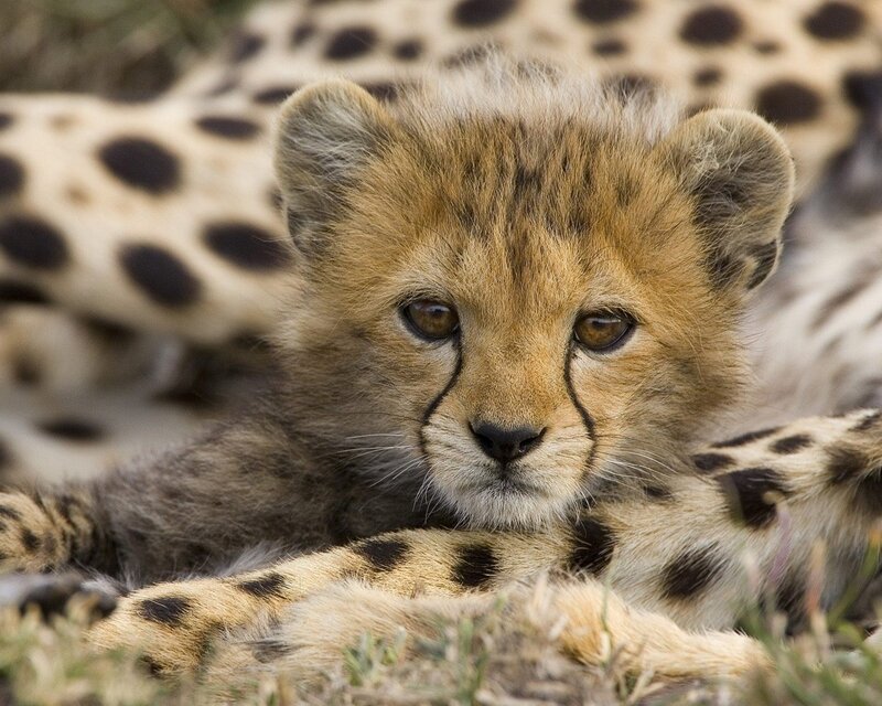 Cheetah cub resting