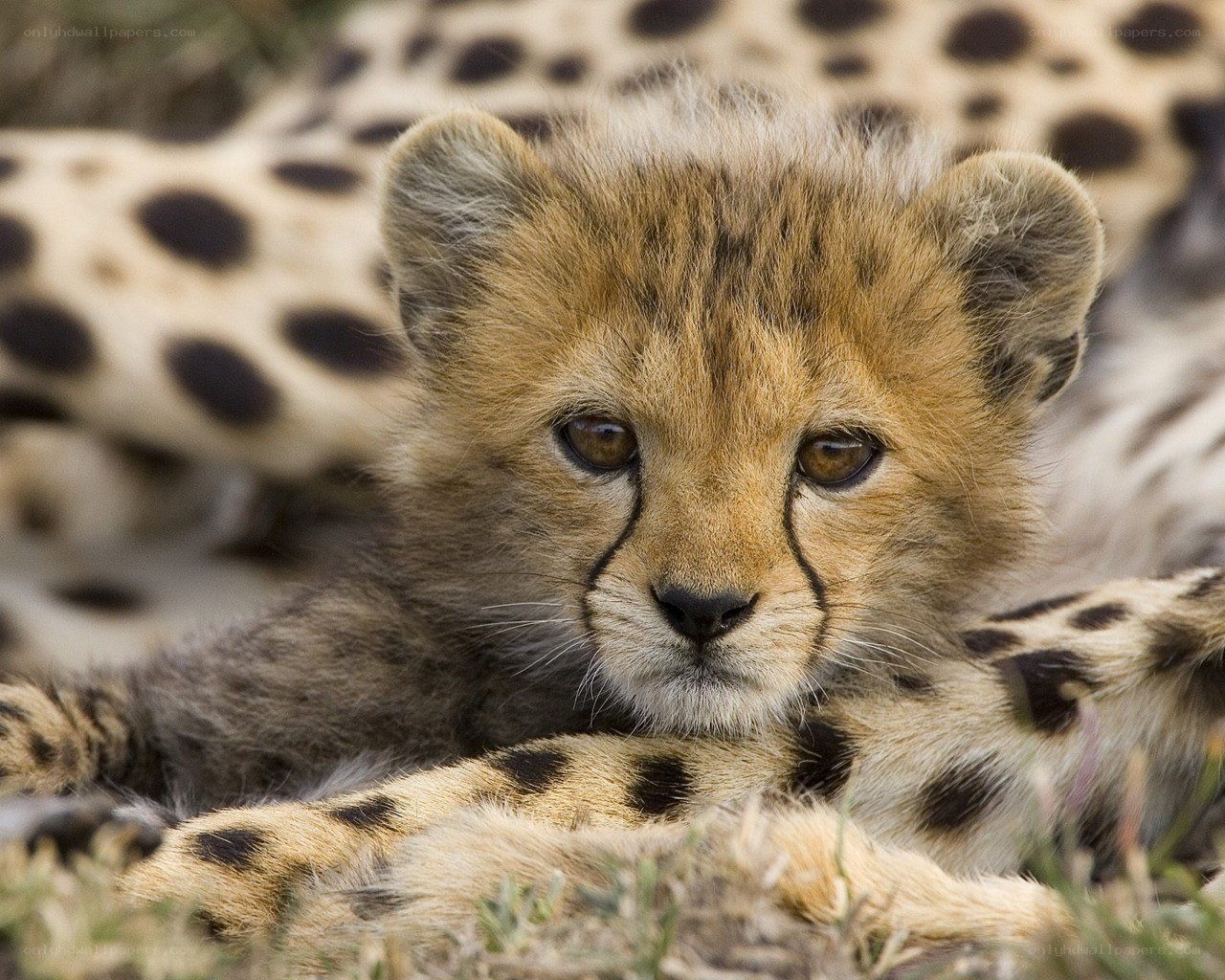 Cheetah cub resting