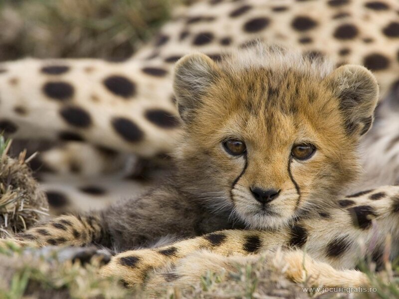 Cheetah cub resting