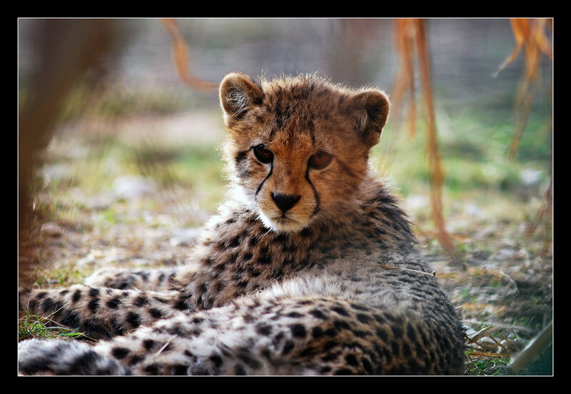 Cheetah cub resting