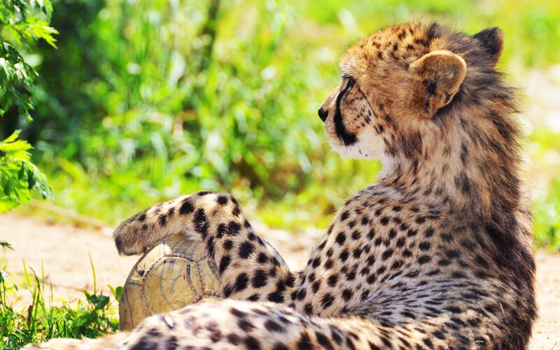 Cheetah Cub Resting — Brown, Calm, Afternoon