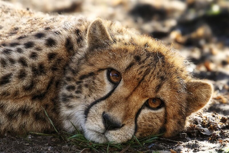 Cheetah Cub Resting — Brown, Calm