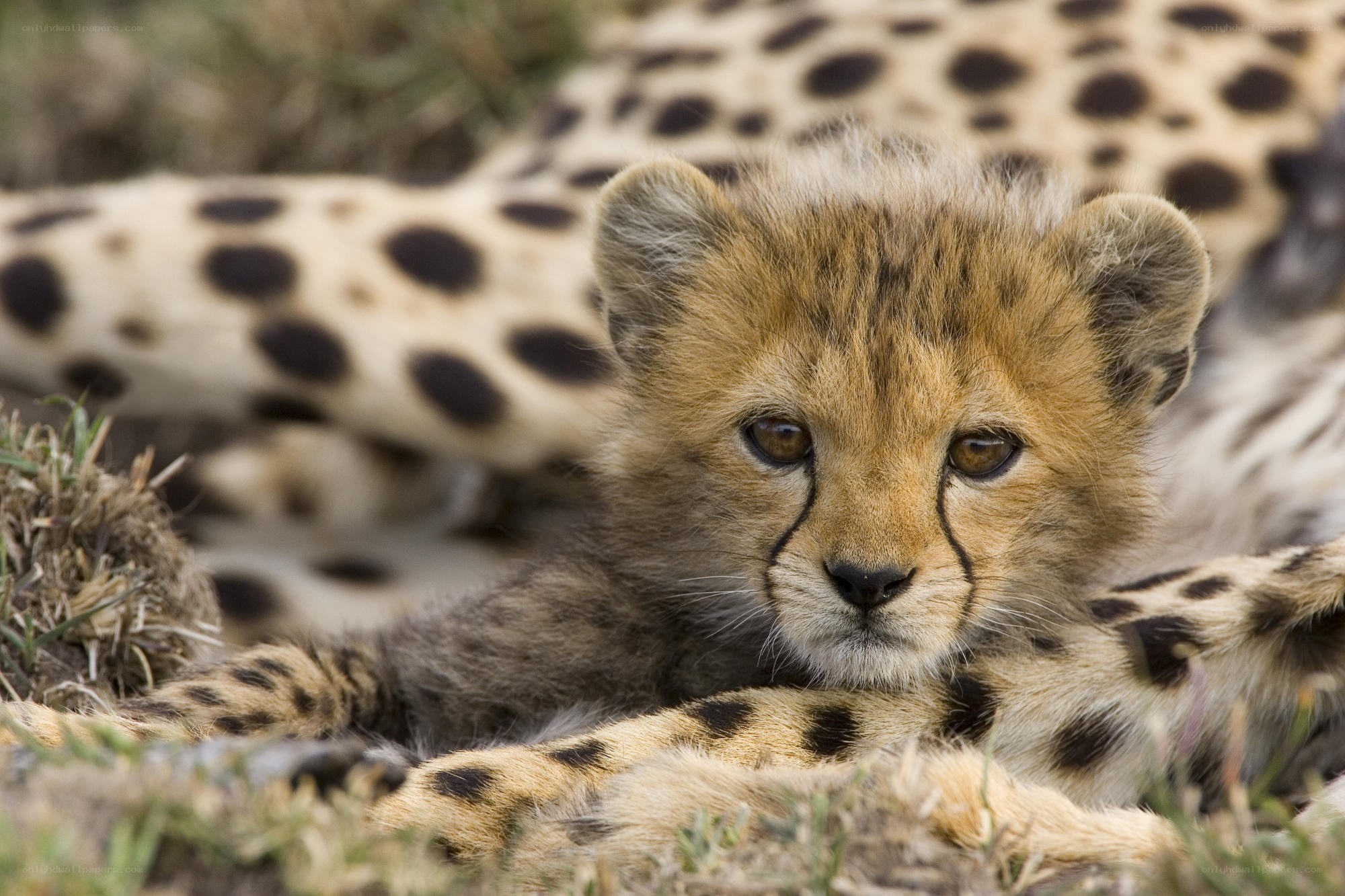 Cheetah cub resting in grass