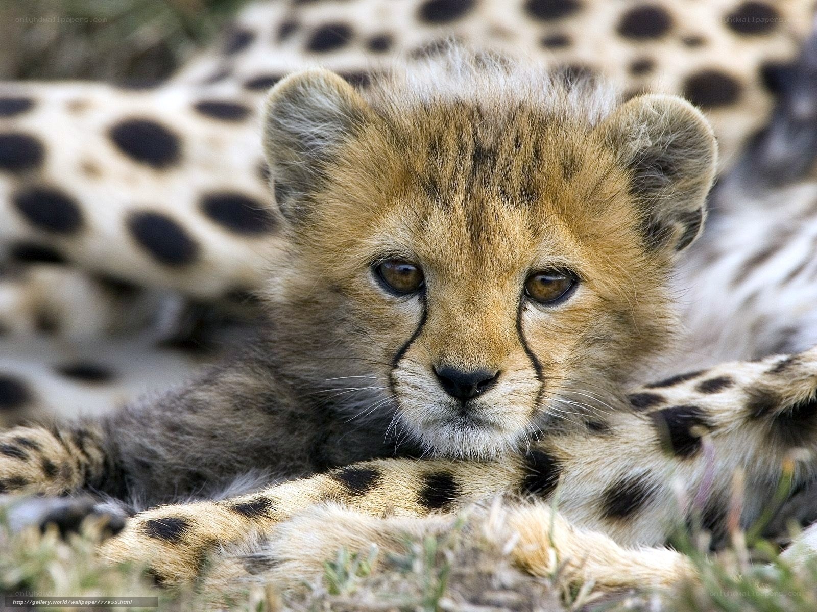 Cheetah cub resting