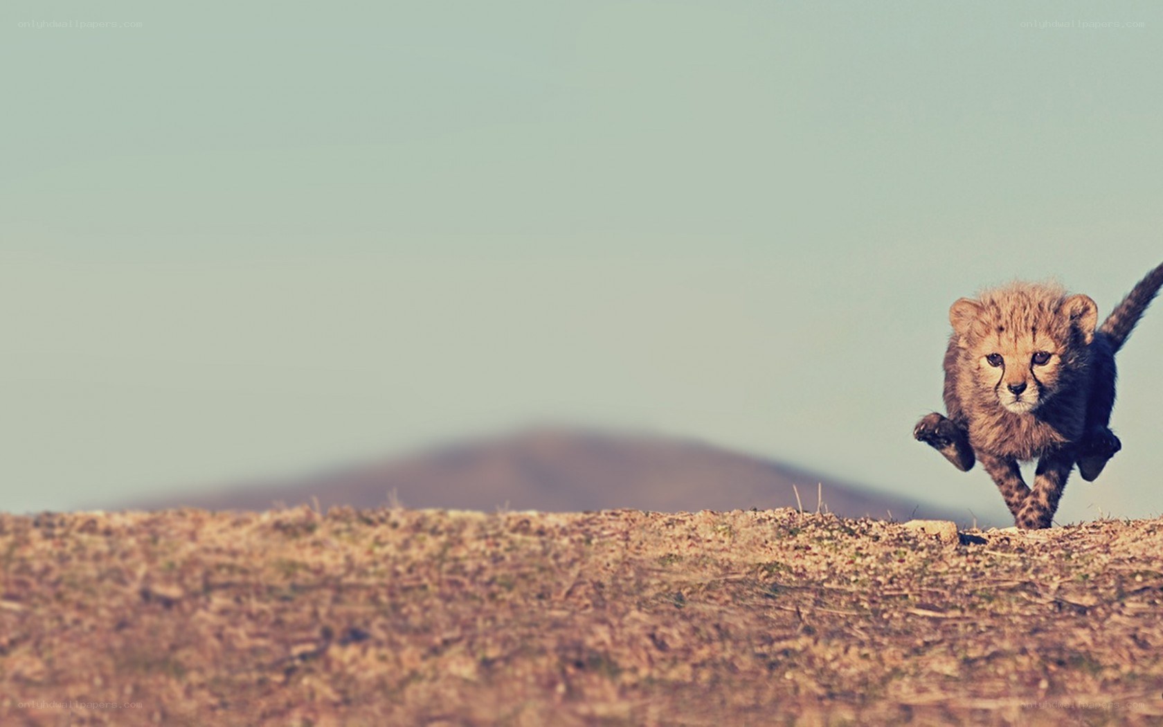 cheetah cub running