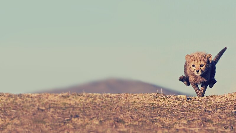 Cheetah Cub Running — Brown, Active, Afternoon, Photograph, Hill