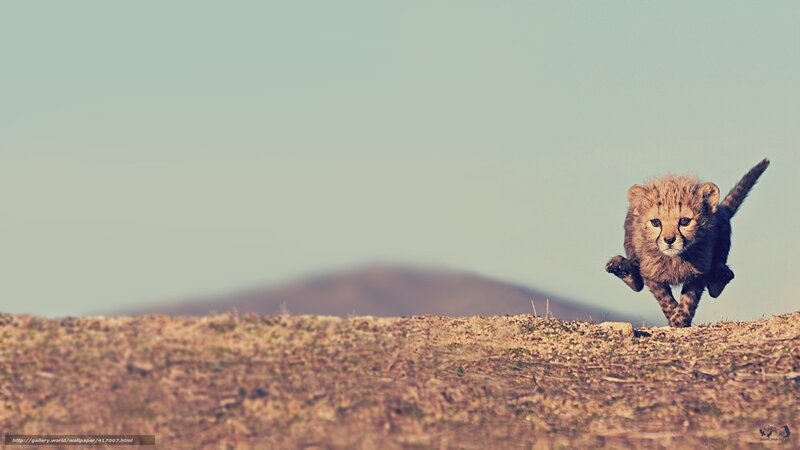 Cheetah Cub Running — Brown, Active, Afternoon