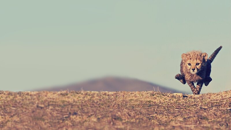 Cheetah Cub Running — Brown, Active