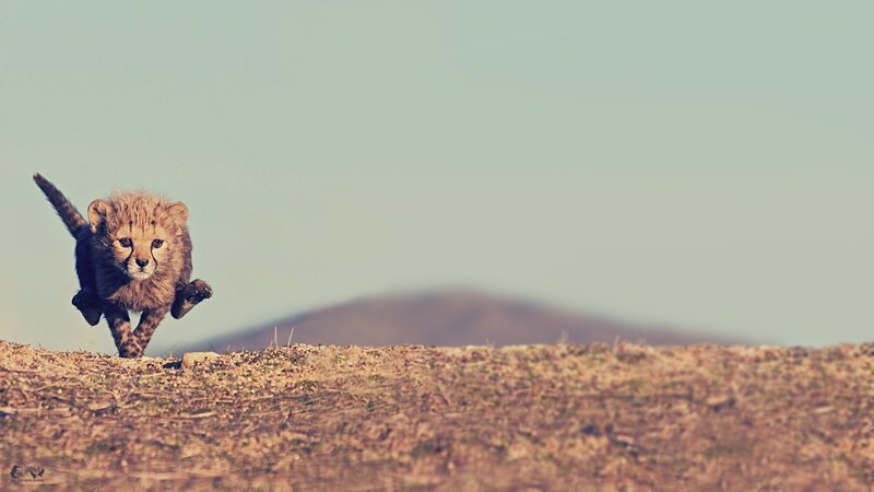Cheetah Cub Running — Brown, Playful, Afternoon