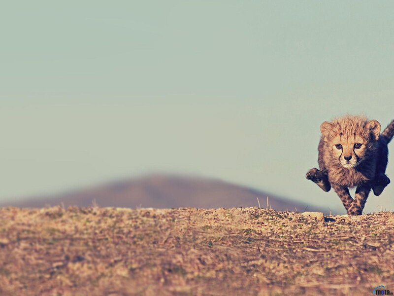 Cheetah Cub Running — Brown, Playful