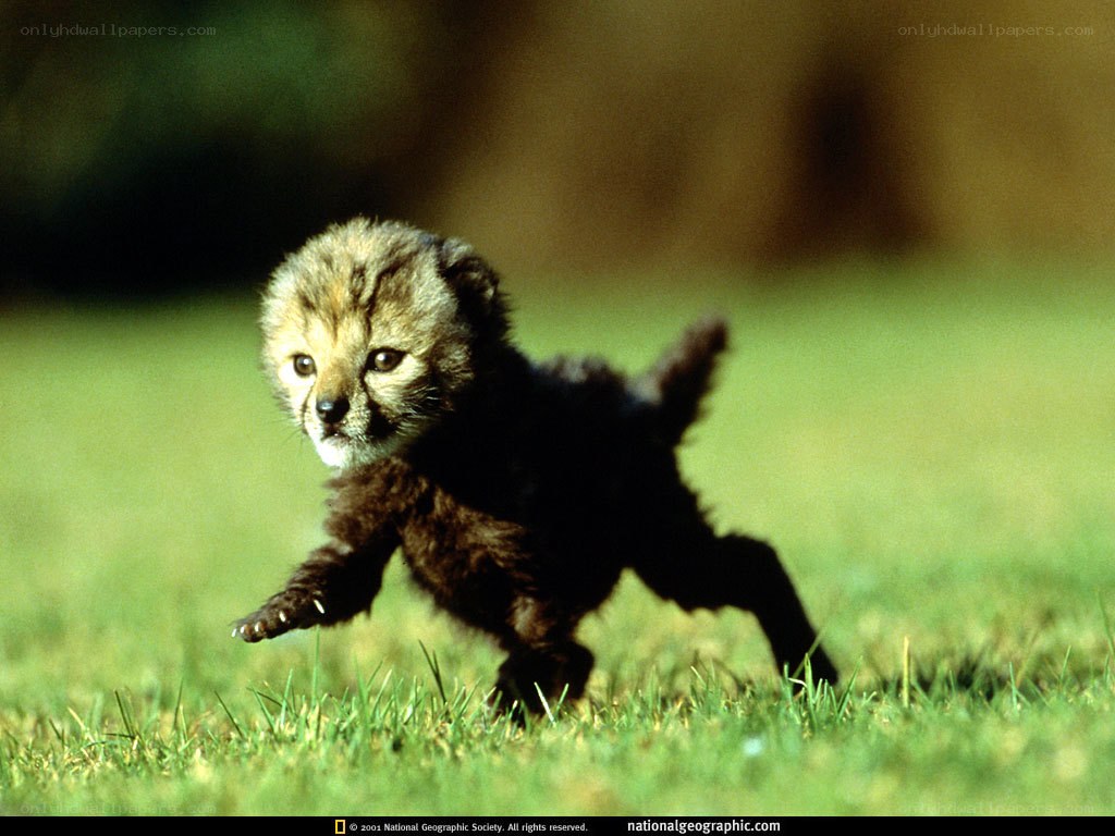 Cheetah cub running on grass