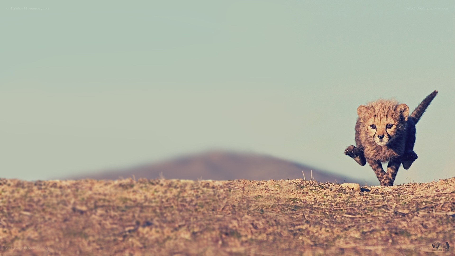 cheetah cub running