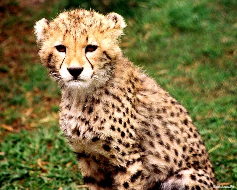 Cheetah Cub Sitting