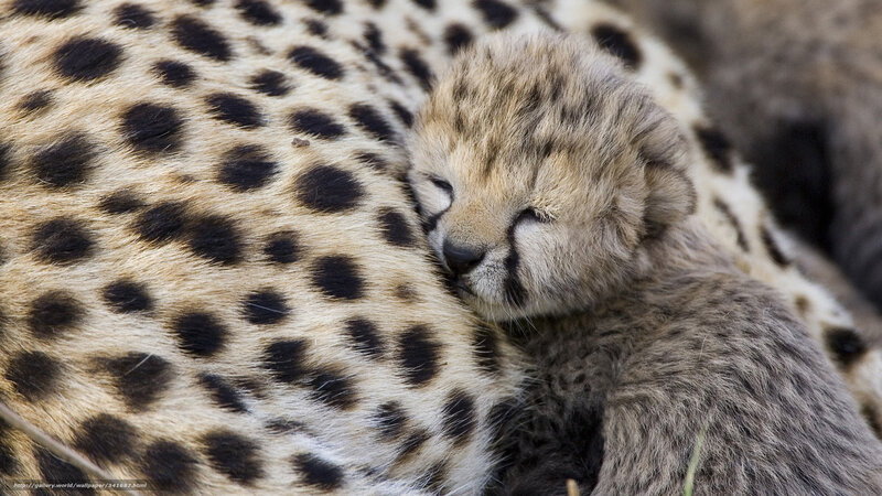 Cheetah Cub Sleeping — Brown, Peaceful, Photograph, Adult Cheetah