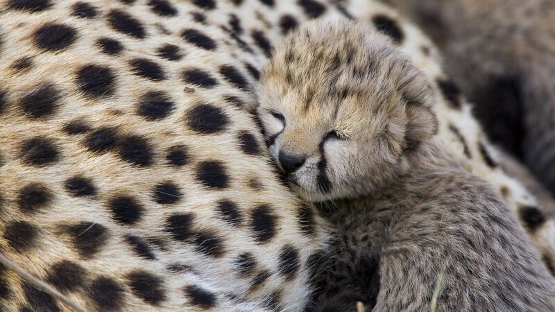 Cheetah Cub Sleeping — Brown, Peaceful, Photograph