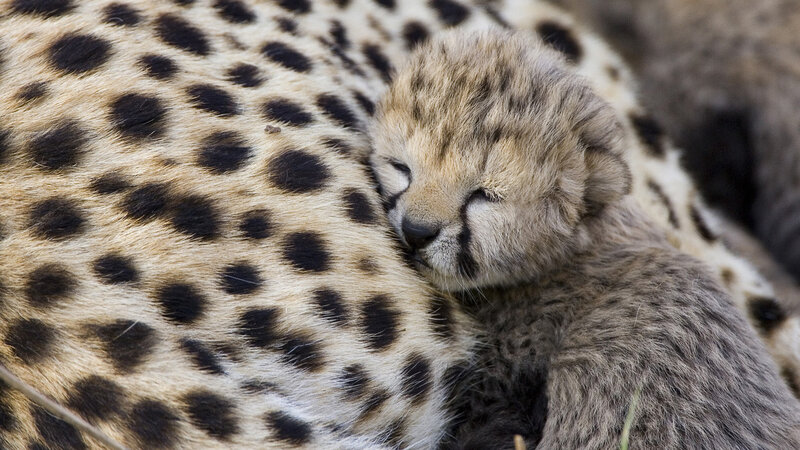 Cheetah Cub Sleeping — Brown