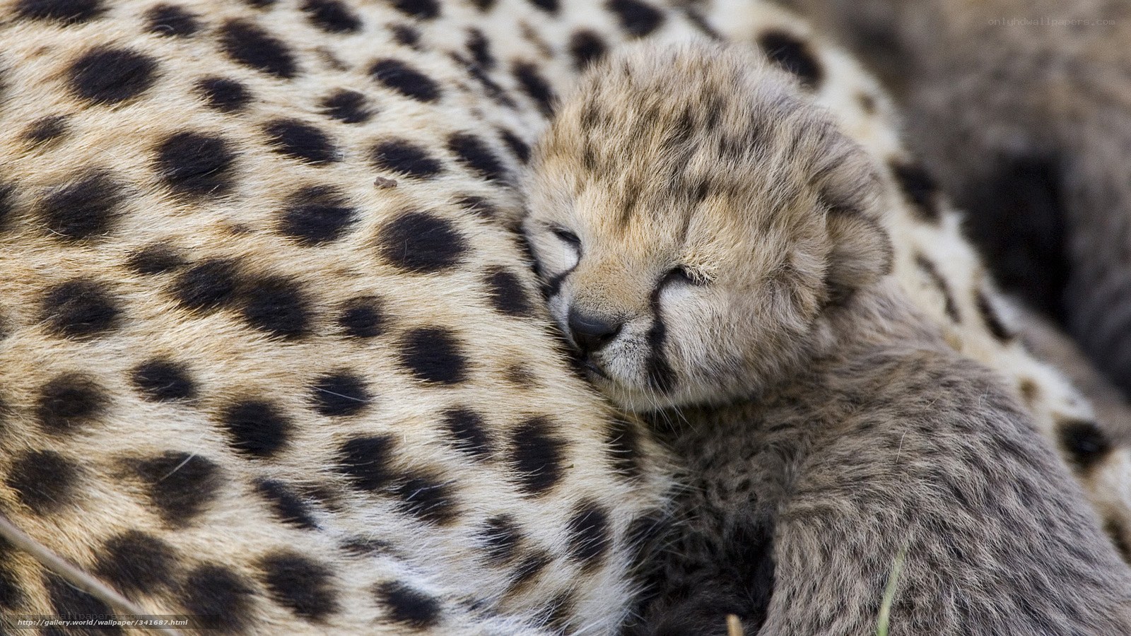 Cheetah cub sleeping