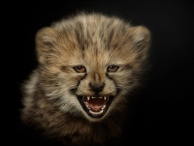 Cheetah Cub Snarling
