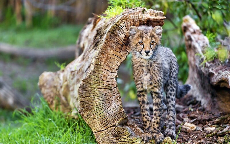 Cheetah Cub Standing