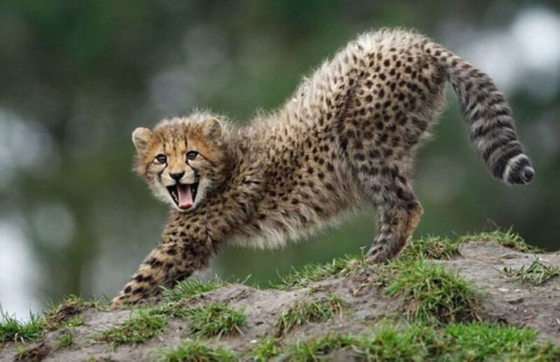 Cheetah Cub Stretching