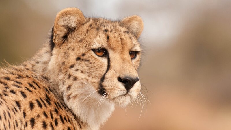 Cheetah Cub — Tan, Alert, Photograph