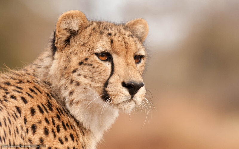 Cheetah Cub — Tan, Alert