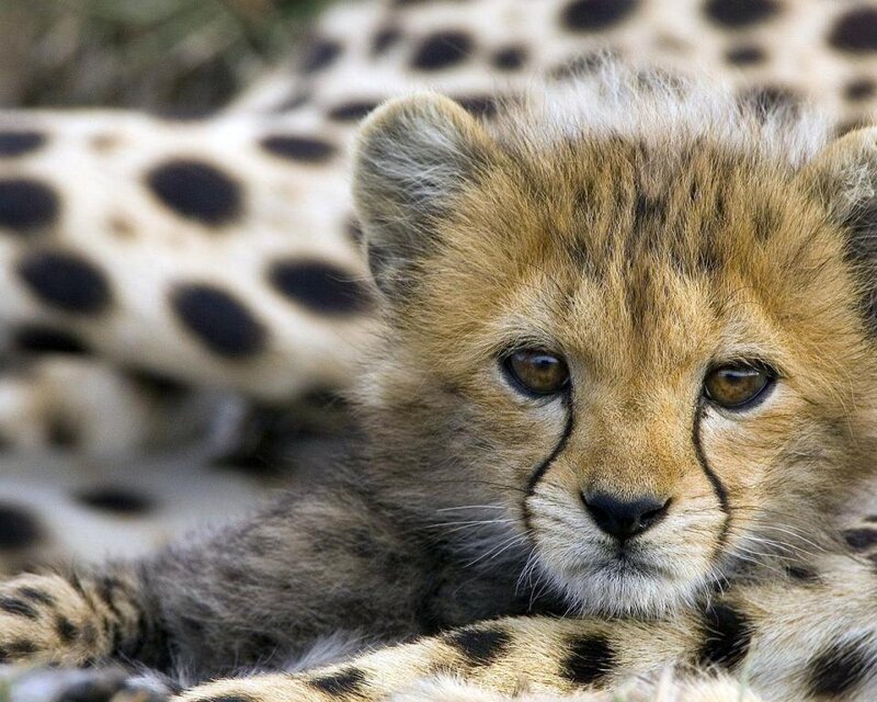 Cheetah Cub — Tan, Calm