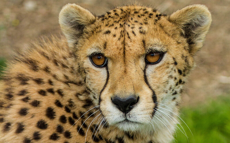 Cheetah Cub — Tan
