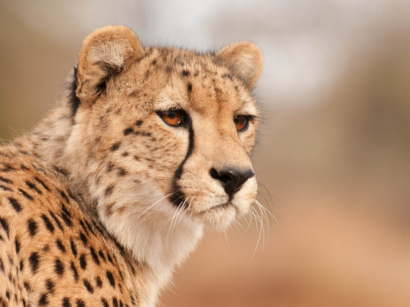 Cheetah Cub