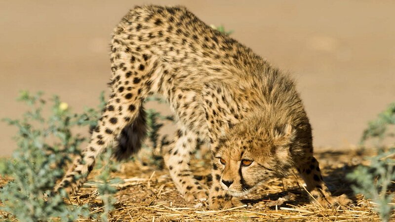 Cheetah Cub Walking