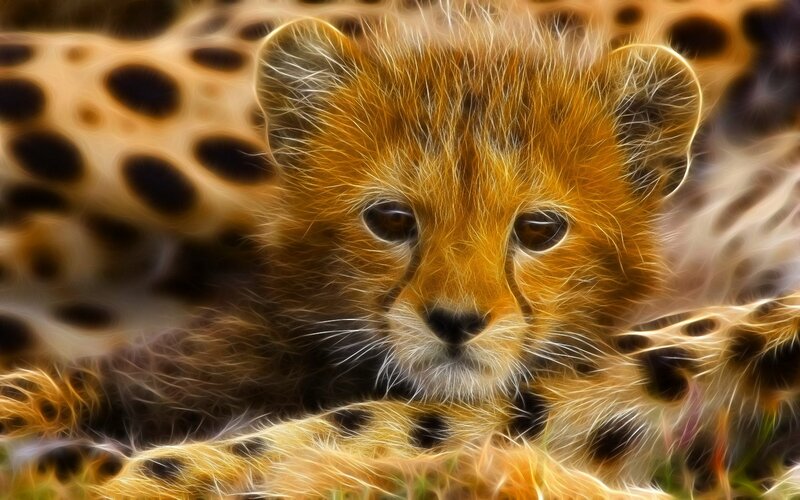 Cheetah cub with glowing fur