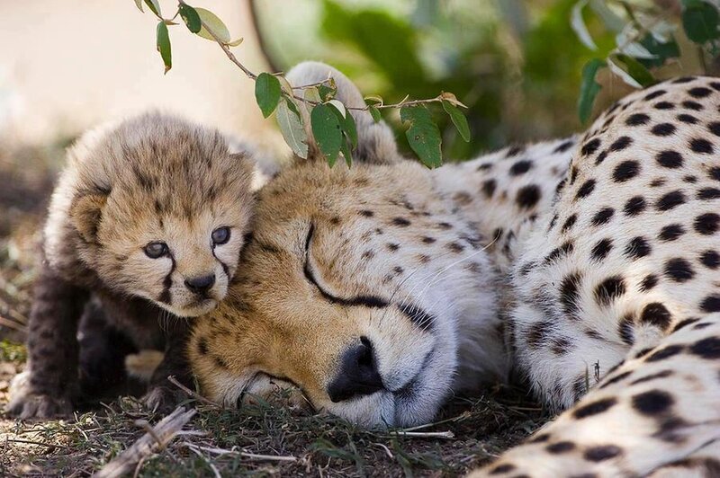 Cheetah Cub with Mother