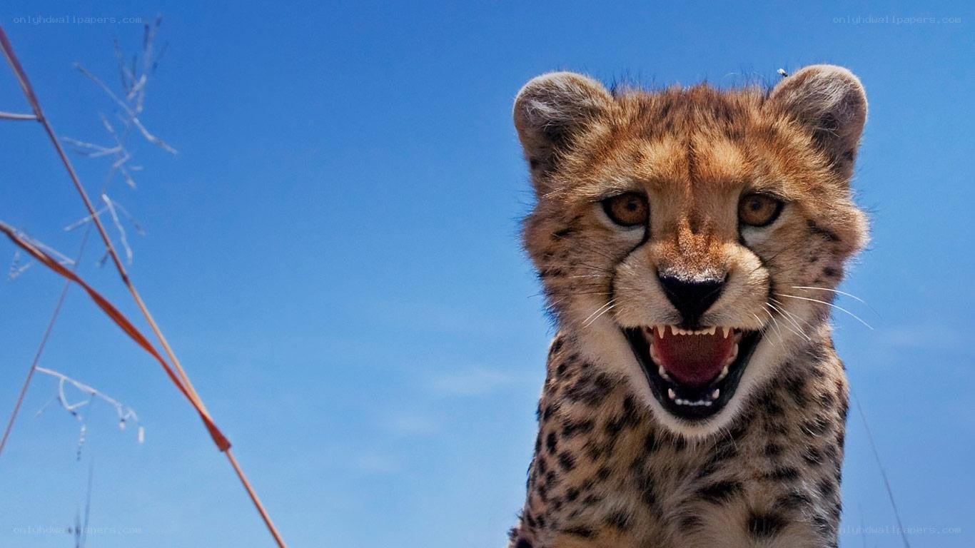 Cheetah cub with open mouth