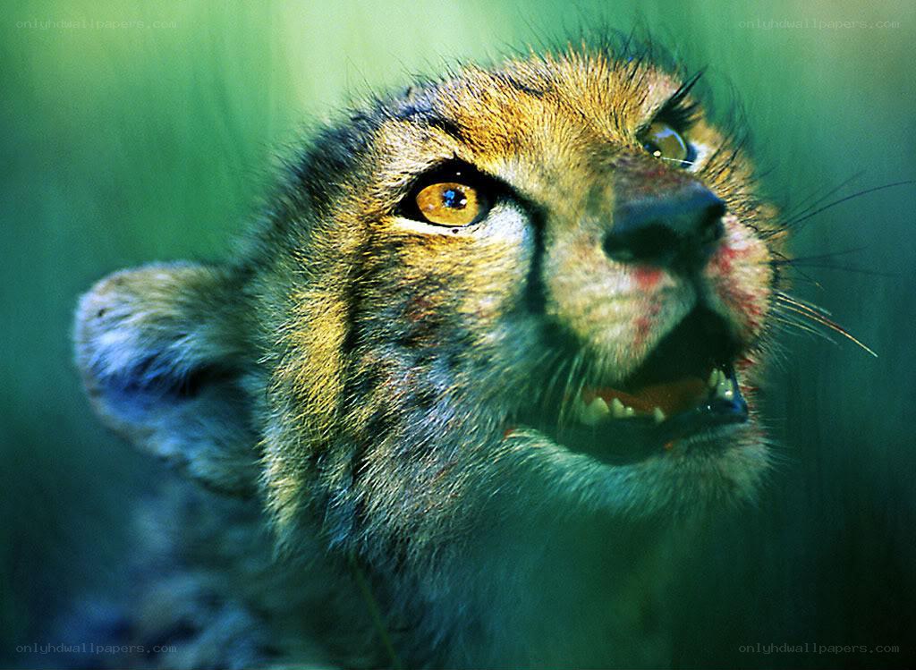 Cheetah cub with open mouth