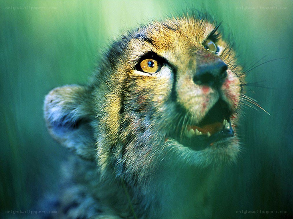 Cheetah cub with open mouth