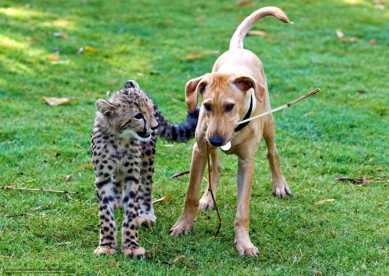 Cheetah cub with puppy