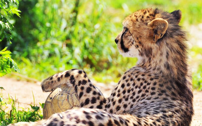 Cheetah cub with soccer ball