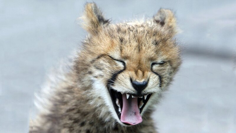 Cheetah Cub Yawning — Brown, Calm
