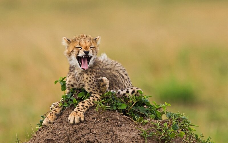 Cheetah Cub Yawning — Brown