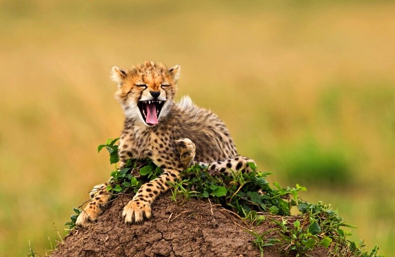 Cheetah Cub Yawning